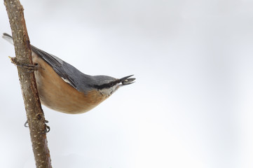 Nuthatch with sunflower seeds in the beak on the background of white snow