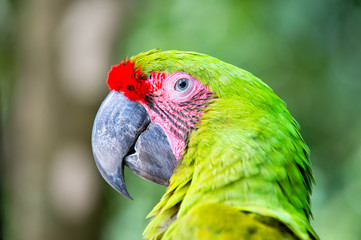 green ara macaw parrot outdoor