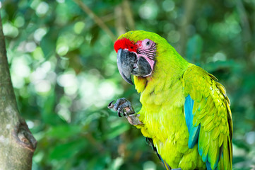 green ara macaw parrot outdoor