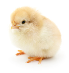 Small yellow chicken.