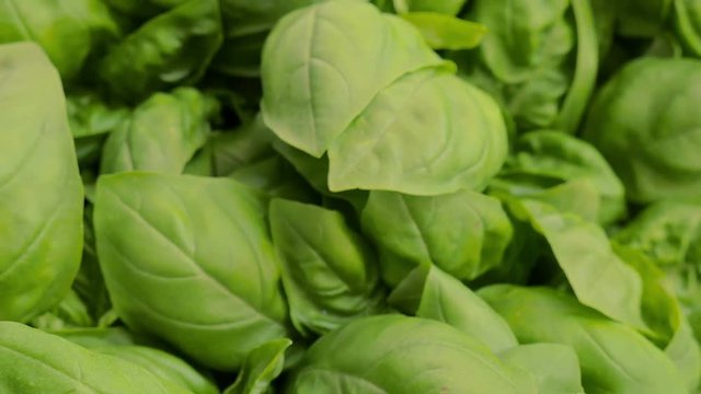  detail of beautiful and fresh basil leaves