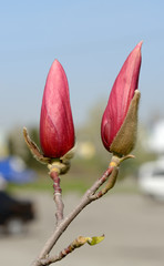 Couple magnolia flower buds that are ready to burst.