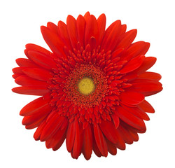 Vibrant bright red gerbera daisy flower blooming isolate on white background