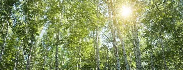 Photo sur Aluminium Bouleau bosquet de bouleaux en été, branches supérieures de l& 39 arbre -- paysage d& 39 été, bannière, panorama
