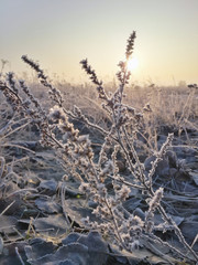 Beautiful morning sunrise through the frozen wild plants