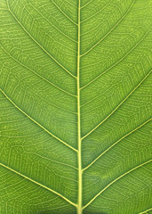  Design on leaf texture for pattern and background.