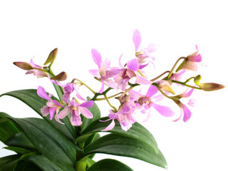 Naklejka na ściany i meble beautiful pink orchid flower bud isolated on white background
