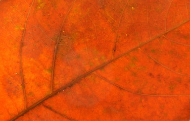 brown dry leaf texture and background