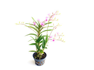 Fototapeta na wymiar beautiful pink orchid flower bud isolated on white background