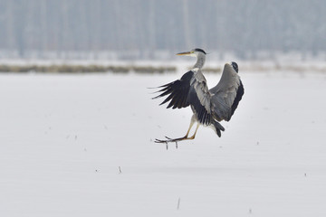 Graureiher im Winter