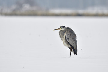 Graureiher im Winter