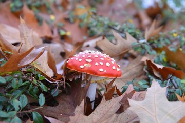 a fly agaric is red with white dots