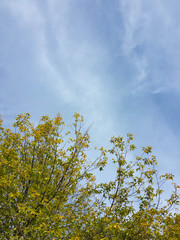 Beautiful tops of autumn trees and cloudy blue sky
