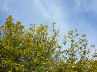 Beautiful tops of autumn trees and cloudy blue sky