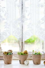 Home Decor colorful Easter quail eggs with spring cherry flowers and moss in small garden pots over white windowsill with day light window and curtain as background. Rustic style. 