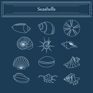 set of seashells in a linear style