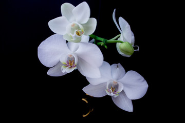 Delicate white orchids on a black background