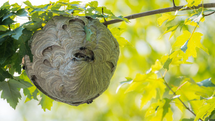 Large nest of wasps hangs overhead on a tree branch.  Hazardous insects seem to keep to themselves as they build their nest in springtime.
- 134594980