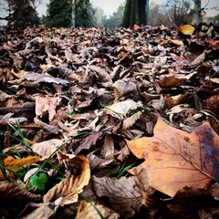 Autumn Leaves