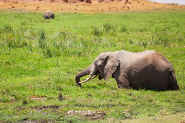 Naklejka na ściany i meble Elephant standing in fen and eating lush grass