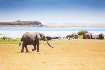 Huge African elephant walking near the  waterhole