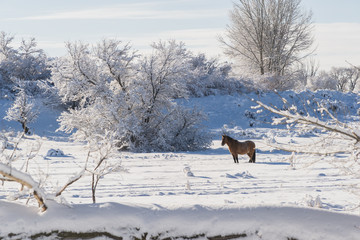 Winter Landscape with Distant Horse