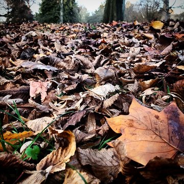 Autumn Leaves