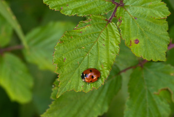 Coccinella (Coccinella septempunctata) su foglia di rovo