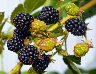 Ripe blackberries on a branch.