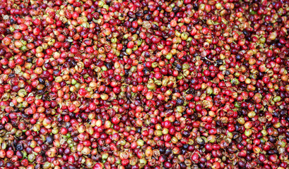 A detail view of coffee cherries captured near the city of Piura, region called Jijili. In the north of Peru, 2011.