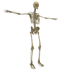 3d Real skeleton system 10k 