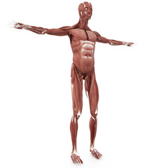 3d Man muscles anatomy isolated on white background 10k