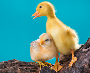 Cute little newborn chicken and yellow fluffy gosling on blue background, standing on wood. Newly hatched chick and goose on a chicken farm.