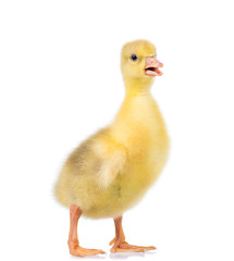 Cute little newborn yellow fluffy gosling. One young goose isolated on a white background. Nice bird.