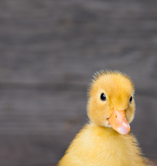Cute little newborn duckling on wooden background. Close up portrait of newly hatched duck on a chicken farm.