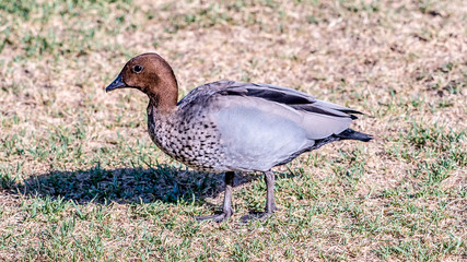 Single Mallard