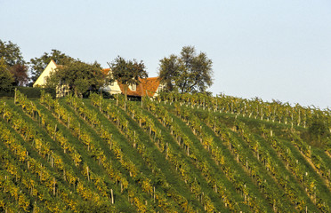 Vineyards, Austria, Styria, Graz area, Suedsteirische Weinstrass