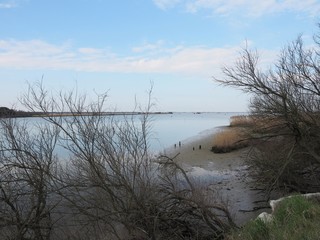  Sea ​, sky and bare trees