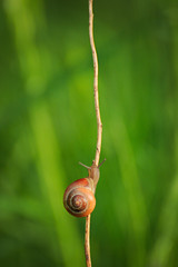 Garden Snail Climbing on Grass