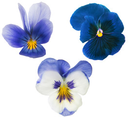three blue pansy blooms collection isolated on white