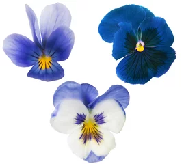 Photo sur Aluminium Pansies Collection de trois fleurs de pensée bleue isolée sur blanc