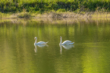 Naklejka na ściany i meble White swans on green lake in Thailand.