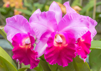 Colorful bright cattleya orchid flower blooming,closeup shot. 
