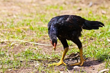 Chicken