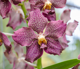 closeup shot of blooming paphiopedilum orchid flower.