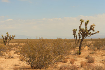 Landscape with Joshua Trees