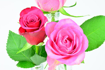 Rosen vor weißem Hintergrund