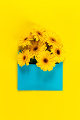 Bunch of fresh beautiful yellow gerbers in blue envelope on yell