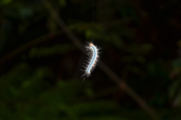 Bright caterpillar with hairs hanging on a black background