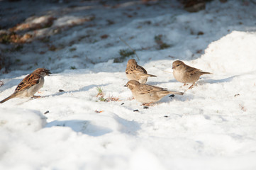 Obraz na płótnie Canvas sparrows in the snow